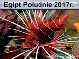 Safari Egipt Południe