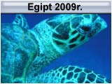 Safari 2008